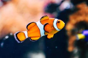 CCTV意甲联赛,经典歌曲全集解析央视意甲联赛歌曲大全